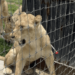 Zoológico de Chapultepec acoge 7 leones, un tigre y 14 primates del santuario Black Jaguar White Tiger