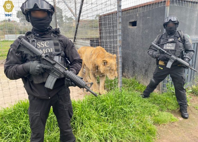 Inspecciona Profepa predio del Ajusco denunciado por maltrato animal