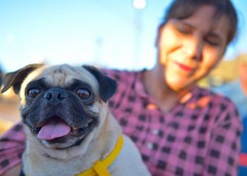 Requieren mascotas cuidados ante calor extremo