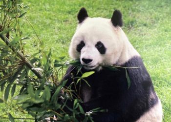 Intensifica Municipio la descacharrización ante lluvias