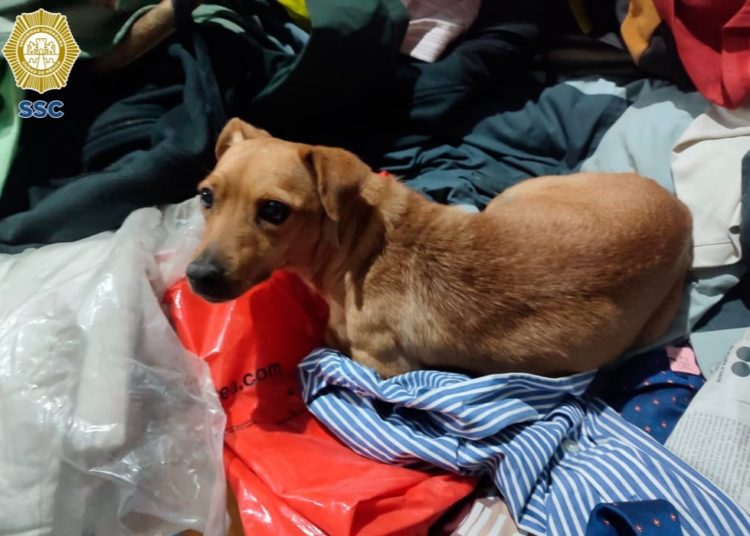 Aseguran perros, burros y caballos en operativo en Tlalpan