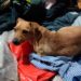 Aseguran perros, burros y caballos en operativo en Tlalpan
