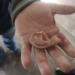 Sujeto arranca la oreja a un pasajero luego de una riña en Metro Xola