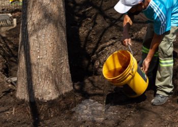 Se fortalecen raíces de ahuehuete plantado en la Glorieta de Paseo de la Reforma