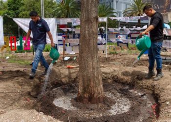 Aislarán ahuehuete de Reforma para lograr que sobreviva