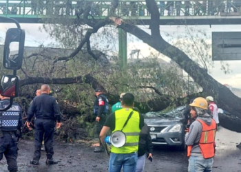 Cae árbol sobre automóvil en la Ignacio Zaragoza, hay cuatro personas atrapadas