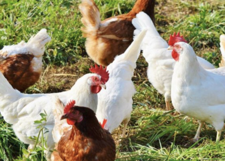 Edomex en alerta máxima por caso de influenza aviar