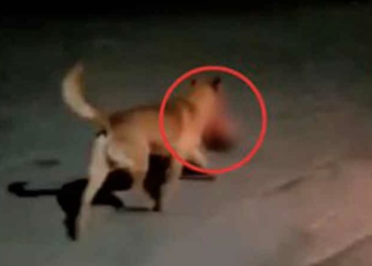 Fiscalía de Zacatecas recupera la cabeza humana que llevaba perrito por la calle