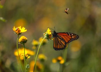 Invita Municipio a salvaguardar la mariposa monarca en su paso por Saltillo