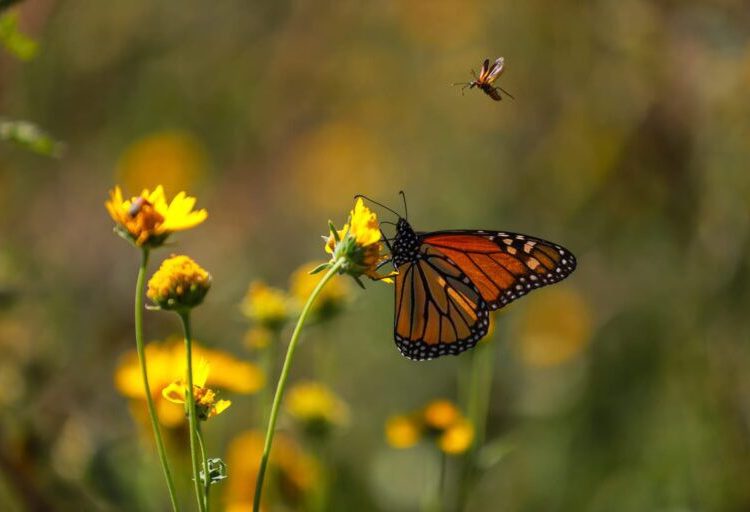 Invita Municipio a salvaguardar la mariposa monarca en su paso por Saltillo