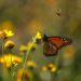 Invita Municipio a salvaguardar la mariposa monarca en su paso por Saltillo
