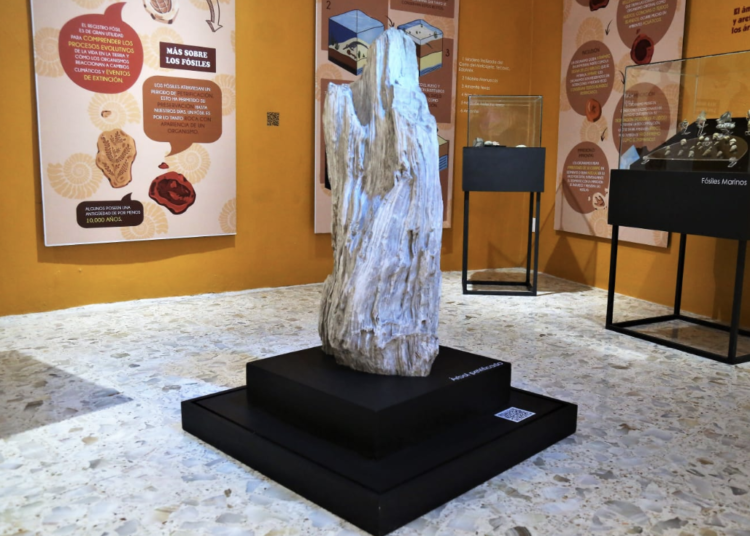 Conoce el Árbol petrificado en el Museo de Ciencias Naturales en Toluca