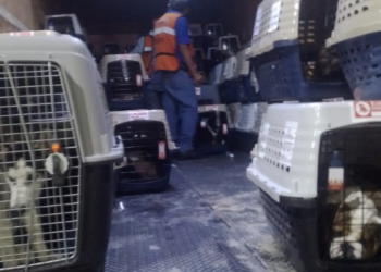 Recuperan camión con más de 200 perros en CDMX que fue robado al salir del AICM