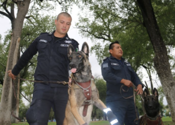 Muere la perrita rescatista Laika