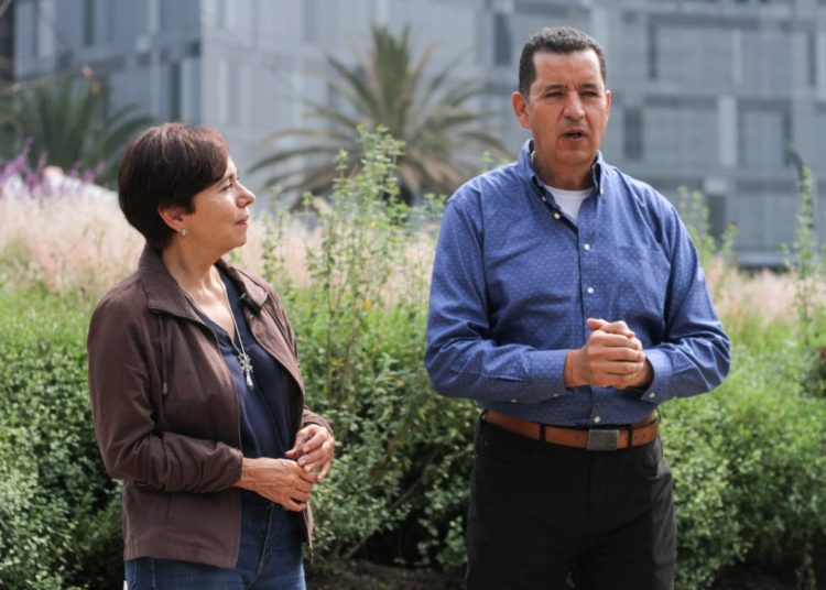 Confían que follaje de ahuehuete brote en primavera