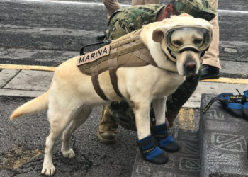 Murió Frida, la perrita rescatista en los sismos del 2017