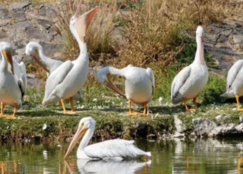 Inicia la llegada de pelícanos blancos al Bosque de Aragón