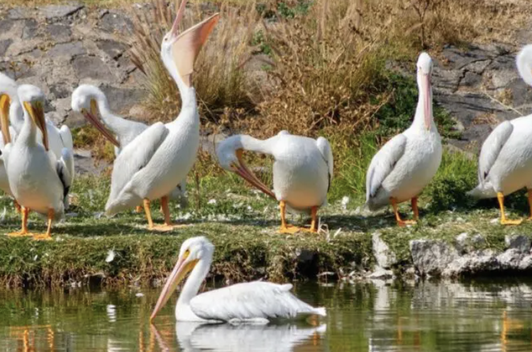 Inicia la llegada de pelícanos blancos al Bosque de Aragón