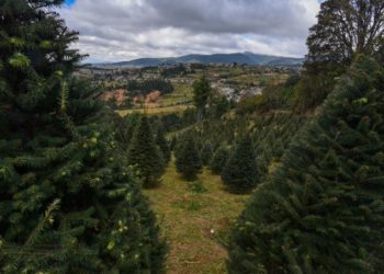 Ofrece Juan Totolapan cortar tu propio árbol de Navidad
