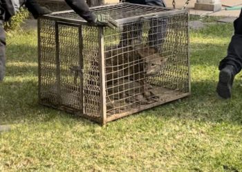 Rescatan Fiscalía mexiquense y Dirección de Seguridad y Prevención Ciudadana de Ixtapaluca a 27 animales en situación de abandono