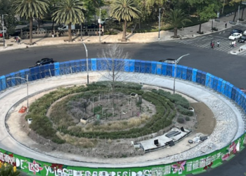 Sustituirán ahuehuete de Reforma pasando la temporada de invierno