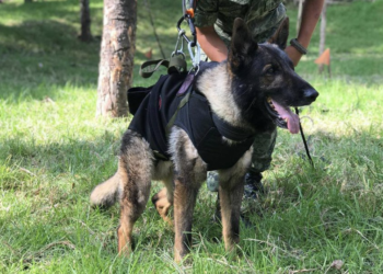 Muere Proteo, perro rescatista de la Sedena mientras buscaba sobrevivientes en Turquía