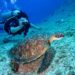 Buceo Inclusivo, primordial para la igualdad: Gustavo Cárdenas Moreno