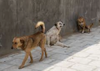 Exigen PAN comparecencia del alcalde Acosta por matanza de perros en Xochimilco