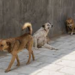 Exigen PAN comparecencia del alcalde Acosta por matanza de perros en Xochimilco