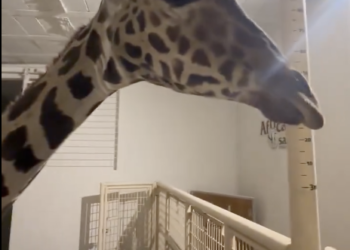 Llega la jirafa Benito a su nuevo hogar en Puebla