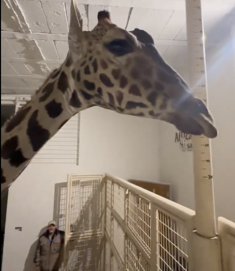 Llega la jirafa Benito a su nuevo hogar en Puebla