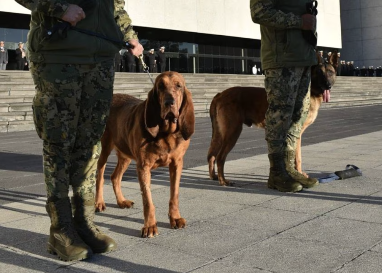 Max, perrita que participó en detención de Caro Quintero, se jubila