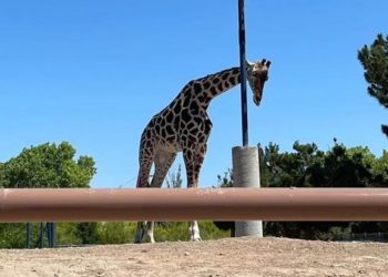 Gobierno de Puebla dispuesto a pagar el traslado de la jirafa ‘Benito’
