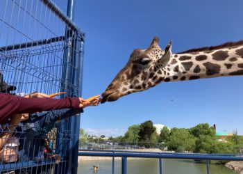 Personal de Africam Safari revisa estado de salud de jirafa Benito para coordinar traslado a Puebla