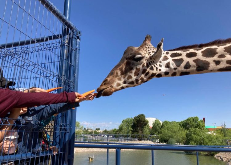 Personal de Africam Safari revisa estado de salud de jirafa Benito para coordinar traslado a Puebla