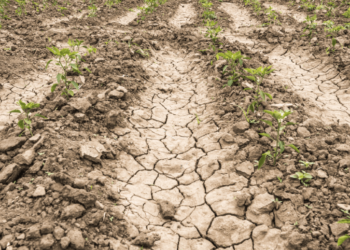 Municipios de Sinaloa están en crisis por escasez de agua y sequía excepcional