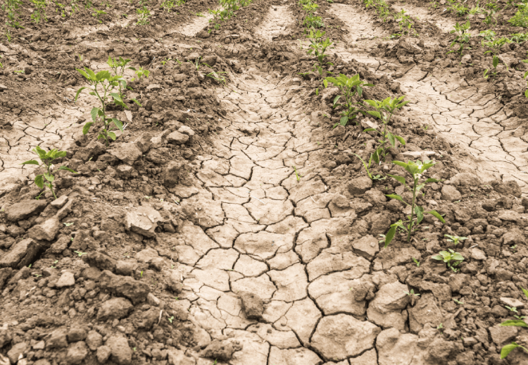 Municipios de Sinaloa están en crisis por escasez de agua y sequía excepcional