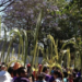 Inicia con miles de fieles la procesión de Domingo de Ramos en Iztapalapa