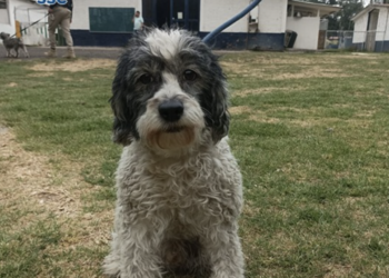 Buscan a dueños de siete perros lesionados por explosión de inmueble en Tlalpan