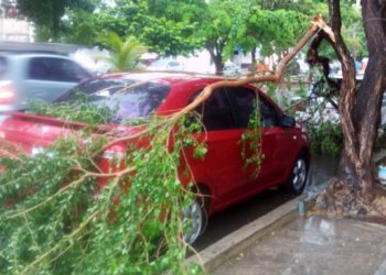 Ráfagas de viento desploman árboles en la Benito Juárez