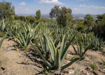 Estado de México, una zona pulquera por tradición