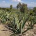 Estado de México, una zona pulquera por tradición