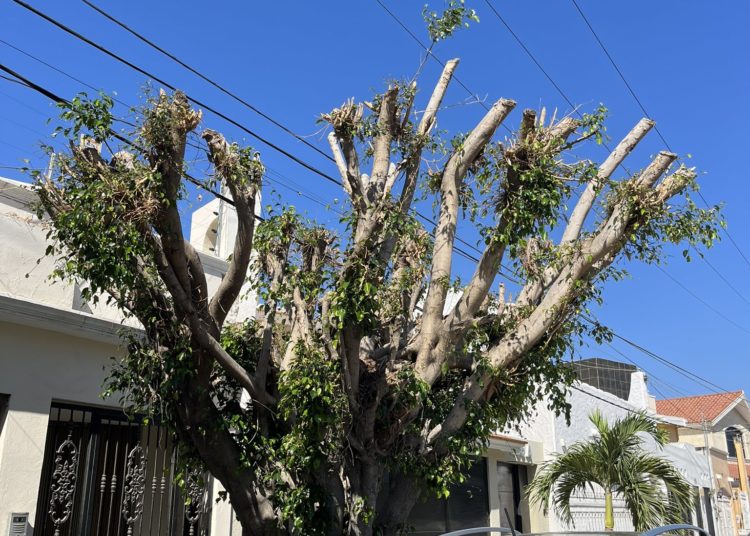 Podarán 10 mil árboles en Mazatlán para prevenir apagones durante temporada de lluvias