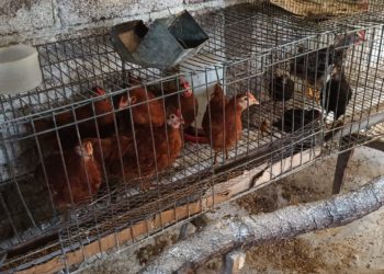 Autoridades federales y estatales contienen brote de influenza aviar de bajo riesgo en el EdoMéx