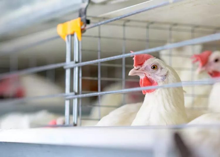 Secretaría de Salud informa que no existe riesgo para la población ante detección de primer caso humano de influenza aviar A