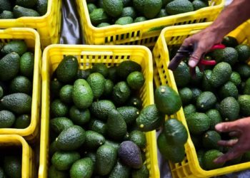 Suspende EU importación de aguacate por retención de 2 inspectores