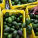Suspende EU importación de aguacate por retención de 2 inspectores