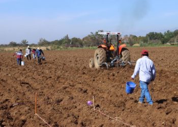 Promueven en municipios de Oaxaca conservación de maíces nativos y mejor rendimiento de cosechas