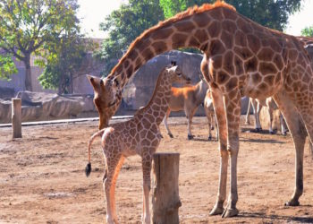 Nombran ‘Tafari’ a cría de jirafa del Zoológico de San Juan de Aragón