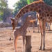 Nombran ‘Tafari’ a cría de jirafa del Zoológico de San Juan de Aragón